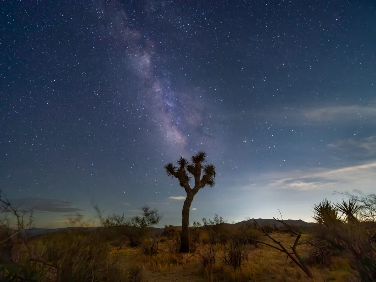 Joshua tree silhouettes against a night sky full of stars